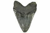 Fossil Megalodon Tooth - Monster Meg Tooth! #148188-2
